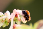 Biene auf Heidelbeerblüte