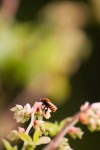 Biene auf Heidelbeere 2